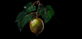 Drawing of Kiwi fruit by Çhåching