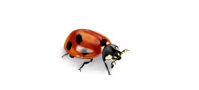 Drawing of Ladybug by Çhåching