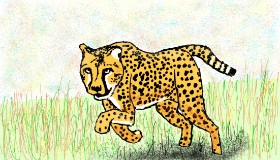 Sam の チーター の絵