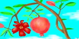 Drawing of Pomegranate by Swimmer