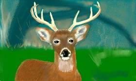 Tim の 鹿 の絵