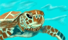 Drawing of Sea turtle by Tim