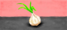 Drawing of Garlic by Strider