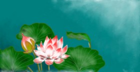 Drawing of Water lily by Eclat de Lune