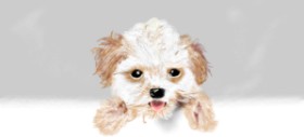 Drawing of Dog by Çhåching