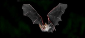 Drawing of Bat by Çhåching