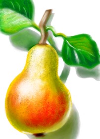Drawing of Pear by ⋆su⋆vinci彡