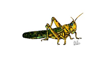 Tarantulana の バッタ の絵