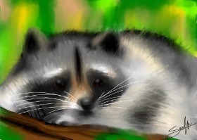 Sophie_draw24 の アライグマ の絵