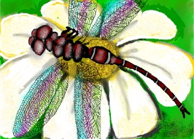 Drawing of Dragonfly by SAM AKA MARGARET 🙄