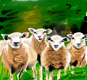 Drawing of Sheep by Rose rocket