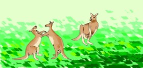 Drawing of Kangaroo by meebo