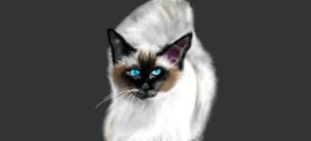 Drawing of Cat by Çhåching