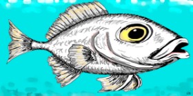 Drawing of Fish by Swimmer
