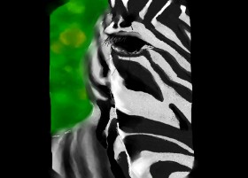 Drawing of Zebra by Arya