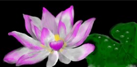 Drawing of Lily flower by SAM AKA MARGARET 🙄
