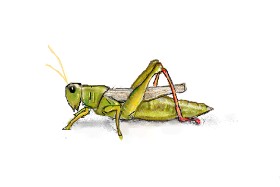 hhhiiiihhhiii の バッタ の絵