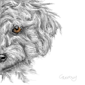 camay の プードル の絵
