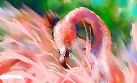 Drawing of Flamingo by Moon