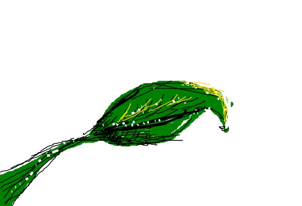 Fay の 葉 の絵