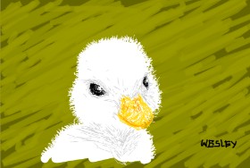 wesley の アヒル の絵