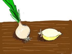 Lolo の 玉ねぎ の絵