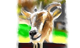Herbert の ヤギ の絵