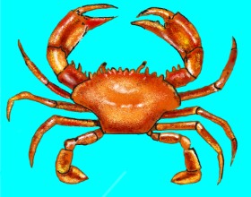 Drawing of Crab by Cec
