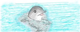 coconut の イルカ の絵