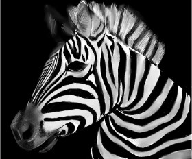 Zebra-Zeichnung von Lou