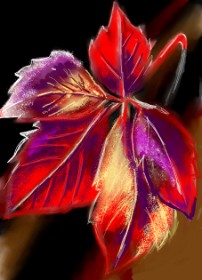 Drawing of Leaf by ⋆su⋆vinci彡