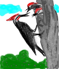Unknown の キツツキ の絵