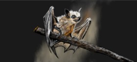 Fledermaus-Zeichnung von Çhåching
