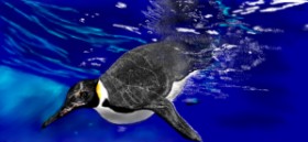 Çhåching の ペンギン の絵