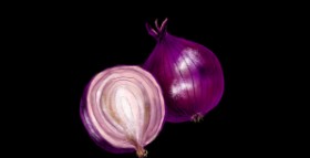 Drawing of Onion by Eclat de Lune
