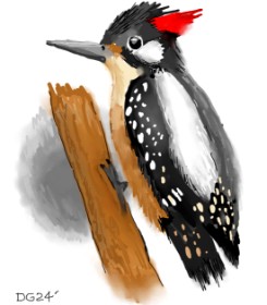 Drawing of Woodpecker by GreyhoundMama