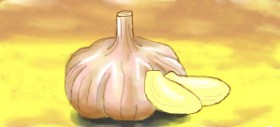 Drawing of Garlic by Alex