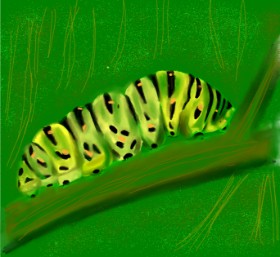 Drawing of Caterpillar by Kathy