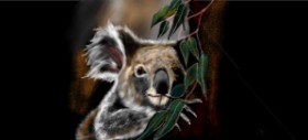 Drawing of Koala by Çhåching