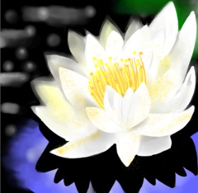 Drawing of Water lily by Namie