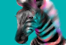 Zebra-Zeichnung von Mandy Boggs