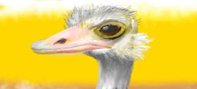 Drawing of Ostrich by Jac