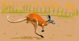 shiNIN の カンガルー の絵