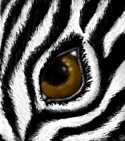Zebra-Zeichnung von 🌌Mom💕E🌌