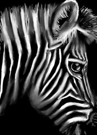 Drawing of Zebra by ⋆su⋆vinci彡