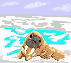 Drawing of Walrus by Geo-Pebbles