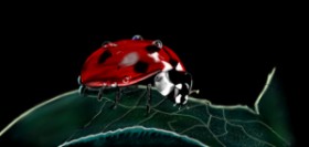 Drawing of Ladybug by Çhåching