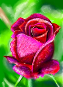 Drawing of Rose by ⋆su⋆vinci彡
