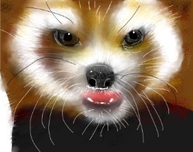 Mandy Boggs の レッサーパンダ の絵