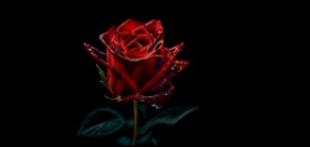 Drawing of Rose by Çhåching